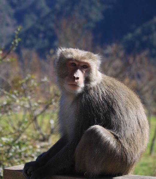 武陵農場(Wuling Farm)：✡*台中市-和平區/武陵農場-賞櫻