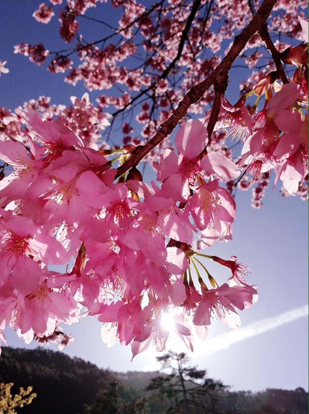 武陵農場(Wuling Farm)：✡*台中市-和平區/武陵農場-賞櫻