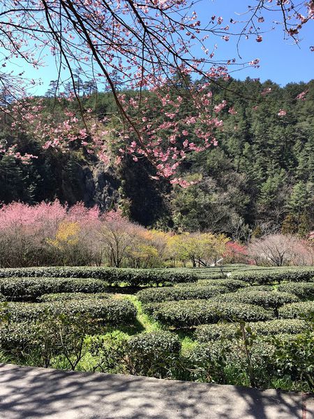 武陵農場(Wuling Farm)：✡*台中市-和平區/武陵農場-賞櫻