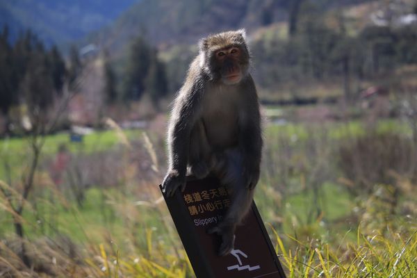 武陵農場(Wuling Farm)：✡*台中市-和平區/武陵農場-賞櫻