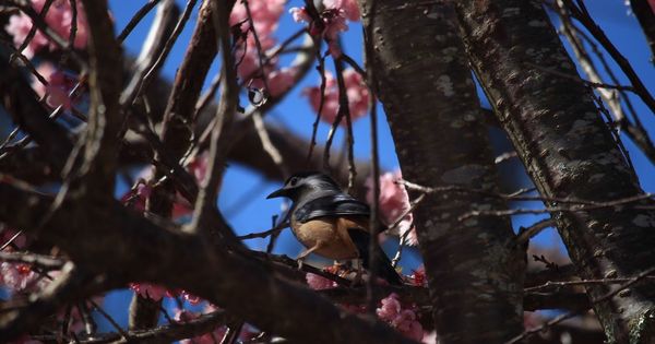 武陵農場(Wuling Farm)：✡*台中市-和平區/武陵農場-賞櫻