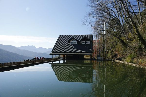 武陵農場(Wuling Farm)：✡*台中市-和平區/武陵農場-賞櫻