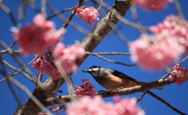 武陵農場(Wuling Farm)：✡*台中市-和平區/武陵農場-賞櫻