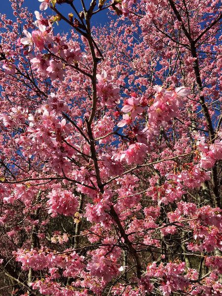 武陵農場(Wuling Farm)：✡*台中市-和平區/武陵農場-賞櫻