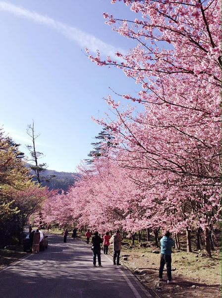 武陵農場(Wuling Farm)：✡*台中市-和平區/武陵農場-賞櫻