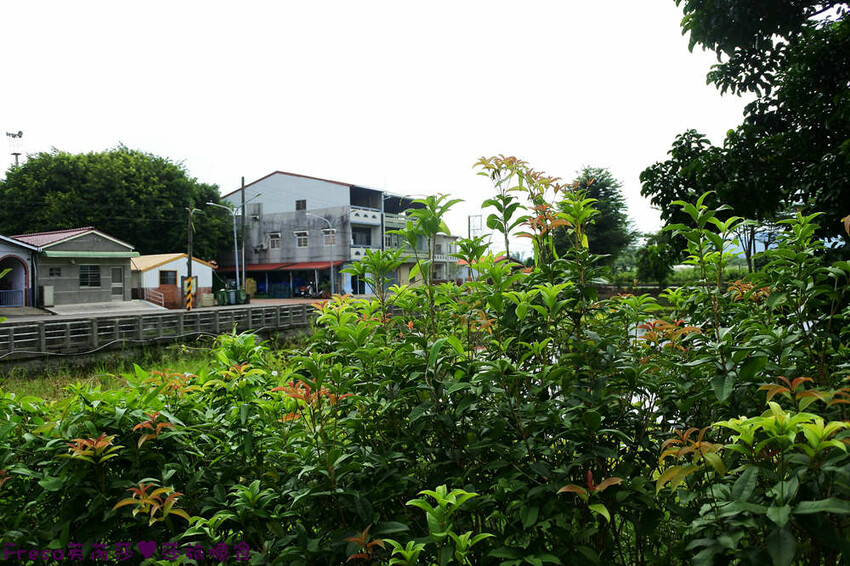 楠西景點│沁涼芒果冰咖啡「行動城堡二館－幸福芒果冰」豐盛水果餐「果農之家」國宴果乾伴手禮「玉井之門」