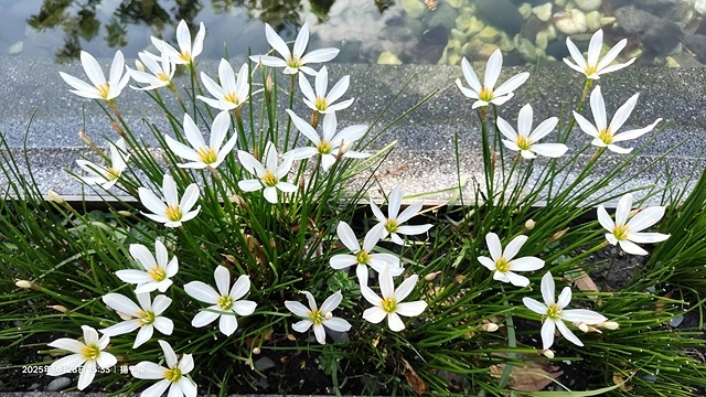 2025在地海味與文青風格的交會,二漁咖啡-鮮魚定食、中興文 2025在地海味與文青風格的交會,二漁咖啡-鮮魚定食、中興文