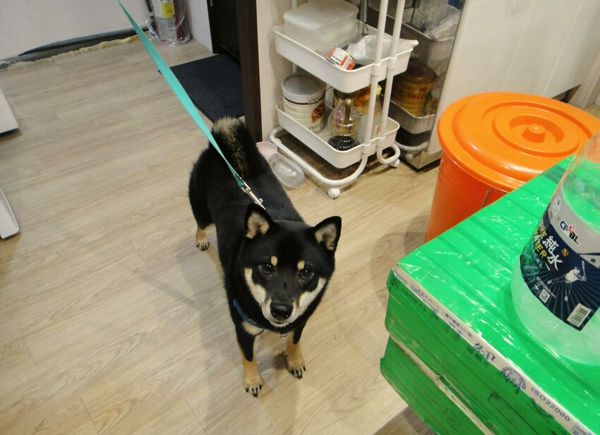 【美食】「柴吉壽司」壽司、生魚片、海鮮丼飯、手捲,三重日本料