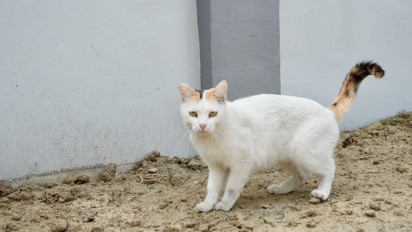 [雲林甜點] 方島R角甜點工作室｜一週只營業3天！超好拍的老宅甜點咖啡廳