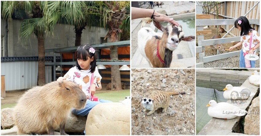 新竹市東區新竹美食|禾日香古早味魯肉飯-百萬YouTuber推薦，膠質滿滿魯肉飯加太陽蛋超誘人!!|Ku’s dream酷的夢|全台滷