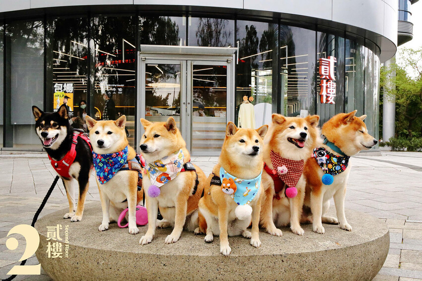 亞東醫院美食推薦，貳樓板橋店，板橋寵物友善餐廳，科技感裝潢，