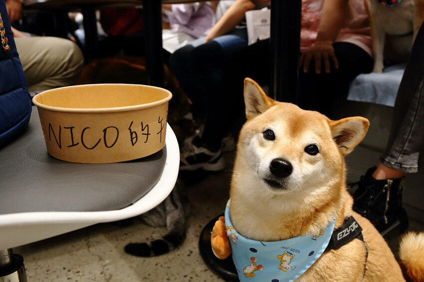 亞東醫院美食推薦，貳樓板橋店，板橋寵物友善餐廳，科技感裝潢，