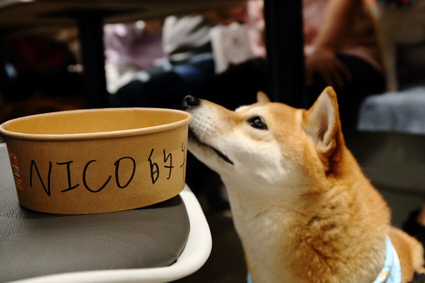 亞東醫院美食推薦，貳樓板橋店，板橋寵物友善餐廳，科技感裝潢，