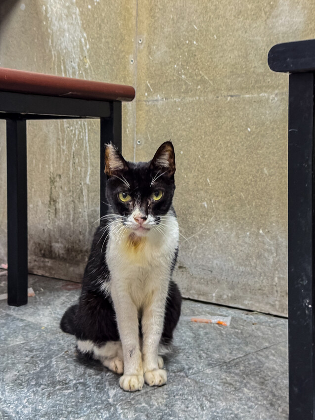 鳳山兵仔市無名魚皮湯，在地人狂推美味秘境。