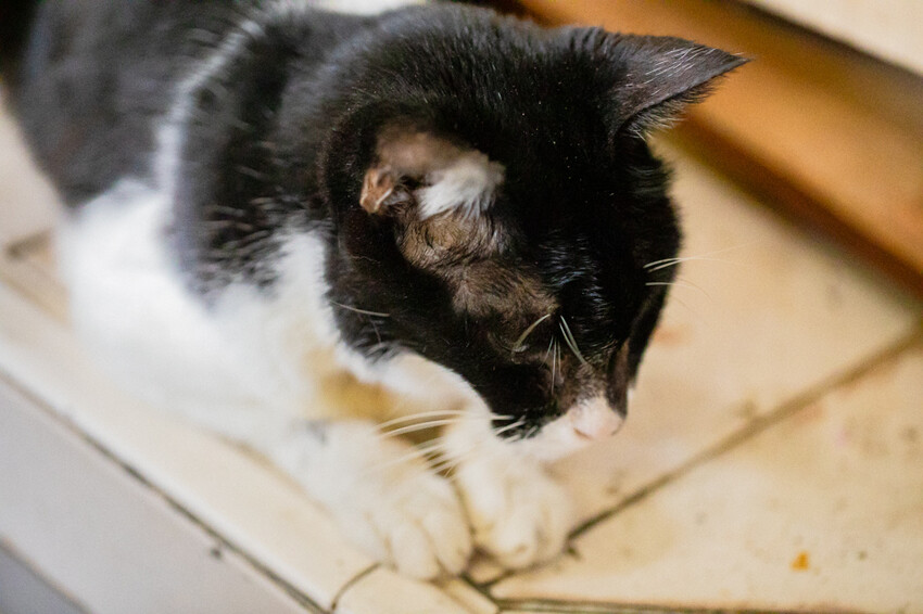 鳳山兵仔市無名魚皮湯，在地人狂推美味秘境。