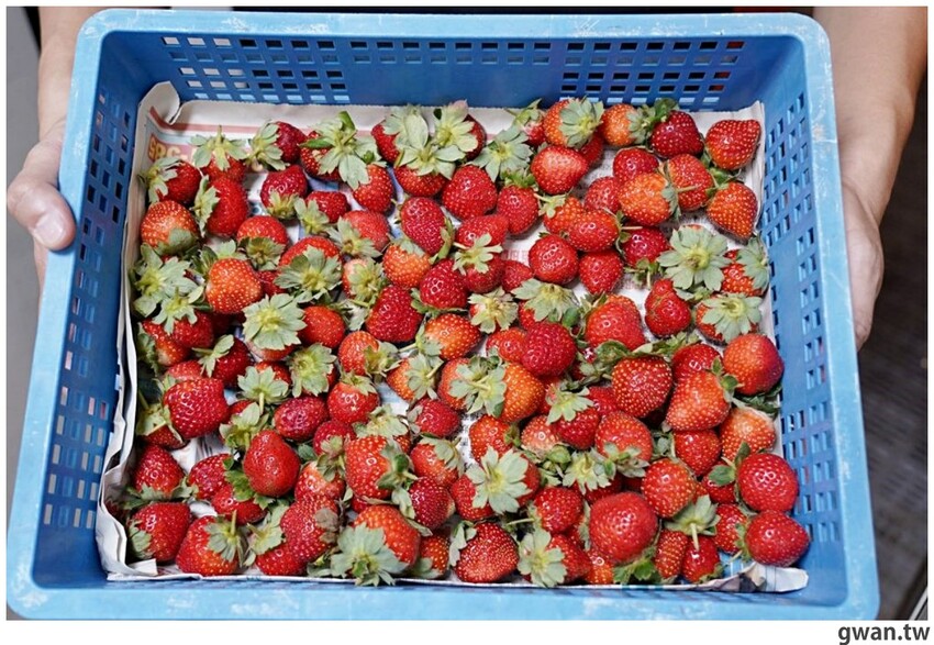 全台首間芝士燒快閃店,不到四小時就完售!老闆準備多一點啦~