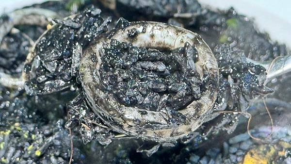 義麵｜燉飯｜手開披薩pizza｜開胃菜 | 焗烤｜親子家庭｜