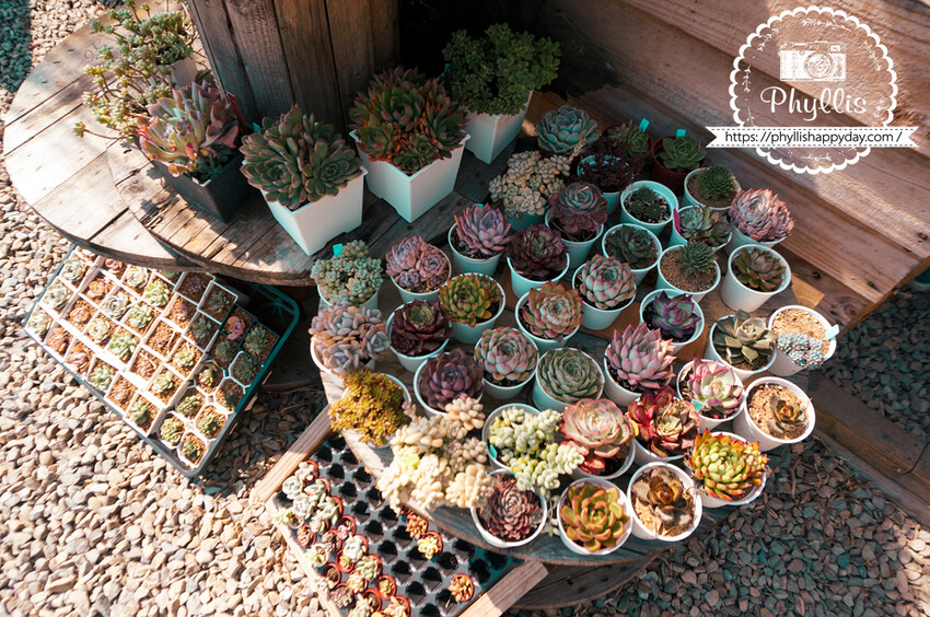 走進『茉莉花園cafe』與森林共舞的美味甜點與咖啡饗宴｜龍潭森林系咖啡廳｜桃園咖啡廳｜龍潭私房景點｜龍潭景觀餐廳 - 相片中的菲莉絲