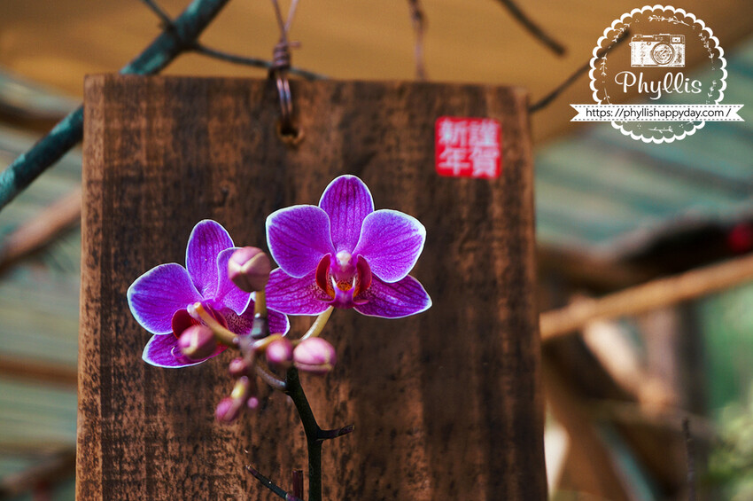 走進『茉莉花園cafe』與森林共舞的美味甜點與咖啡饗宴｜龍潭森林系咖啡廳｜桃園咖啡廳｜龍潭私房景點｜龍潭景觀餐廳 - 相片中的菲莉絲