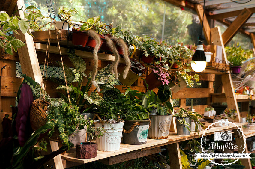 走進『茉莉花園cafe』與森林共舞的美味甜點與咖啡饗宴｜龍潭森林系咖啡廳｜桃園咖啡廳｜龍潭私房景點｜龍潭景觀餐廳 - 相片中的菲莉絲