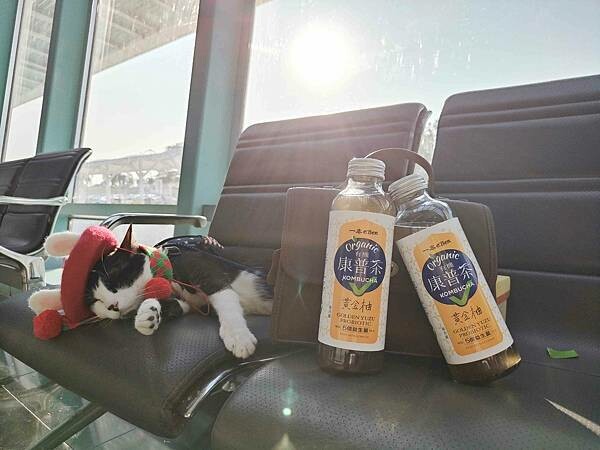 🥤好市多×一本有機康普茶〃黃金柚｜沁涼、解膩更健康的新選擇 