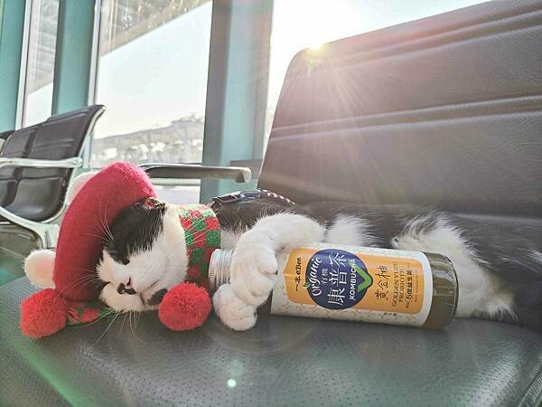 🥤好市多×一本有機康普茶〃黃金柚｜沁涼、解膩更健康的新選擇 