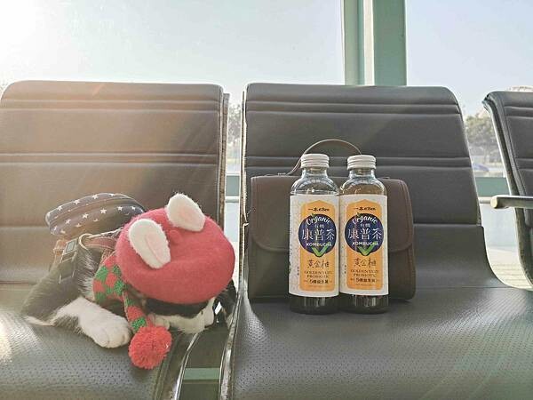 🥤好市多×一本有機康普茶〃黃金柚｜沁涼、解膩更健康的新選擇 