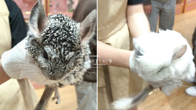 一秒飛入宮崎駿世界！台北南港悠悠龍貓咖啡廳：龍貓陪吃超療癒、拉花拿鐵超好拍(2025菜單/開箱片)