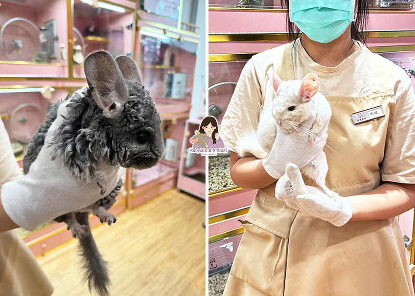 【南港|龍貓咖啡廳】悠悠龍貓咖啡 -全台第一間龍貓互動餐廳, 【南港|龍貓咖啡廳】悠悠龍貓咖啡 -全台第一間龍貓互動餐廳,