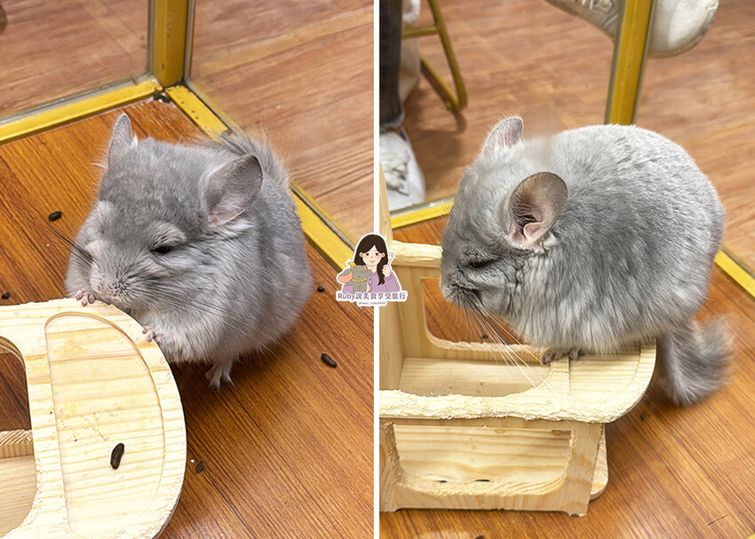 【南港|龍貓咖啡廳】悠悠龍貓咖啡 -全台第一間龍貓互動餐廳, 【南港|龍貓咖啡廳】悠悠龍貓咖啡 -全台第一間龍貓互動餐廳,