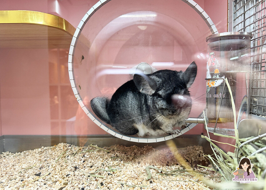 【南港|龍貓咖啡廳】悠悠龍貓咖啡 -全台第一間龍貓互動餐廳, 【南港|龍貓咖啡廳】悠悠龍貓咖啡 -全台第一間龍貓互動餐廳,