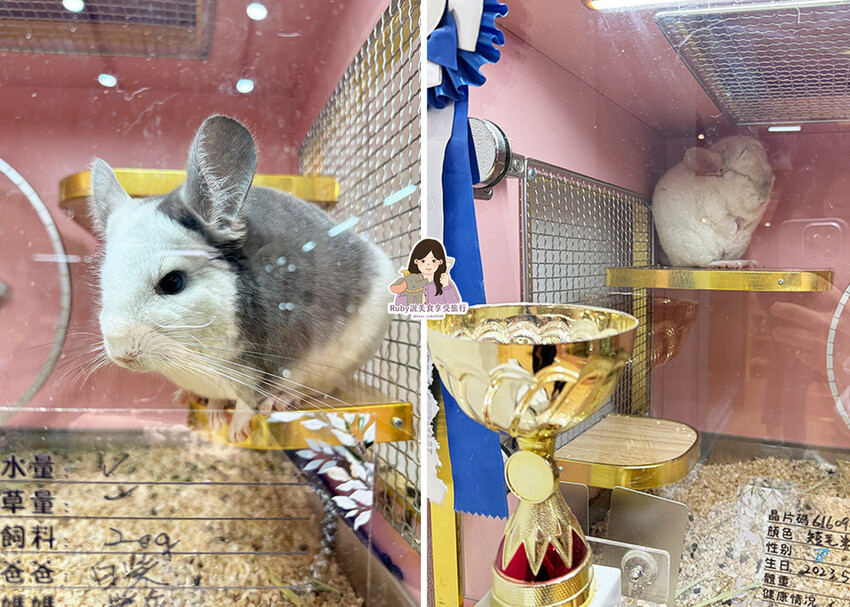 【南港|龍貓咖啡廳】悠悠龍貓咖啡 -全台第一間龍貓互動餐廳, 【南港|龍貓咖啡廳】悠悠龍貓咖啡 -全台第一間龍貓互動餐廳,