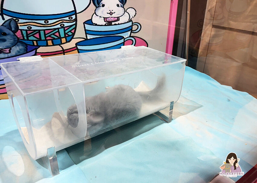 【南港|龍貓咖啡廳】悠悠龍貓咖啡 -全台第一間龍貓互動餐廳, 【南港|龍貓咖啡廳】悠悠龍貓咖啡 -全台第一間龍貓互動餐廳,