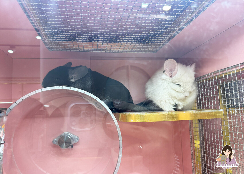 【南港|龍貓咖啡廳】悠悠龍貓咖啡 -全台第一間龍貓互動餐廳, 【南港|龍貓咖啡廳】悠悠龍貓咖啡 -全台第一間龍貓互動餐廳,