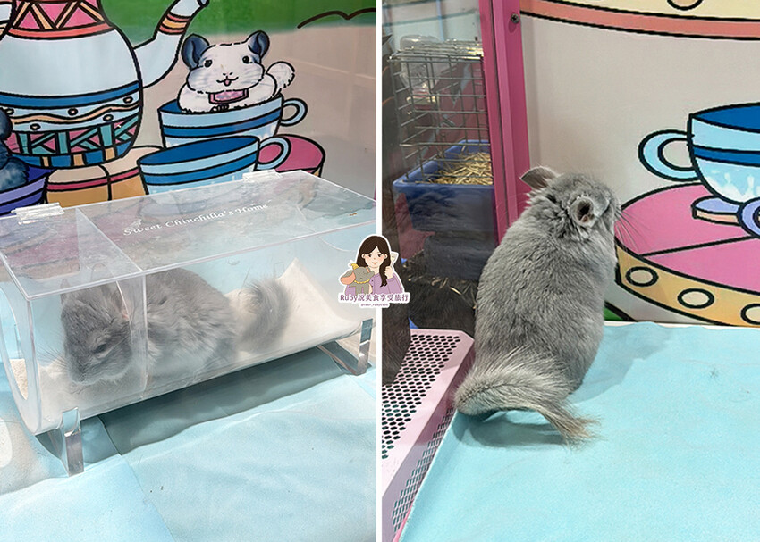 【南港|龍貓咖啡廳】悠悠龍貓咖啡 -全台第一間龍貓互動餐廳, 【南港|龍貓咖啡廳】悠悠龍貓咖啡 -全台第一間龍貓互動餐廳,