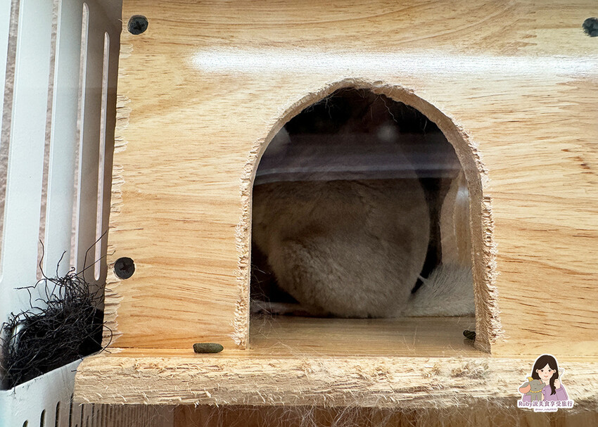 【南港|龍貓咖啡廳】悠悠龍貓咖啡 -全台第一間龍貓互動餐廳, 【南港|龍貓咖啡廳】悠悠龍貓咖啡 -全台第一間龍貓互動餐廳,