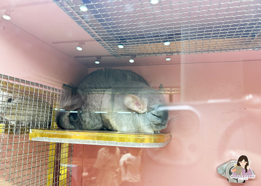 【南港|龍貓咖啡廳】悠悠龍貓咖啡 -全台第一間龍貓互動餐廳, 【南港|龍貓咖啡廳】悠悠龍貓咖啡 -全台第一間龍貓互動餐廳,