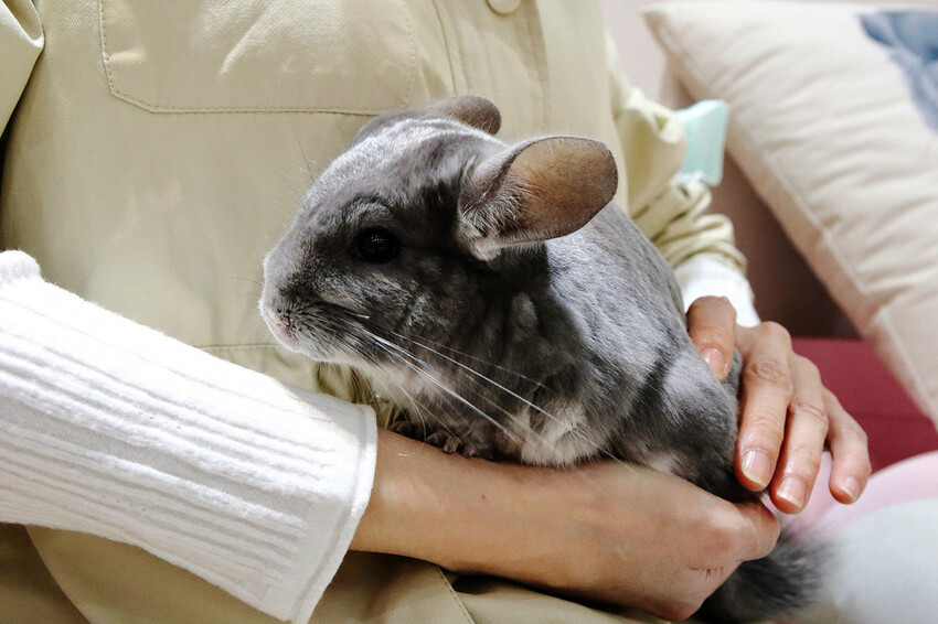 悠悠龍貓咖啡。全台唯一一間龍貓咖啡廳，龍貓卡通本尊活跳跳現身