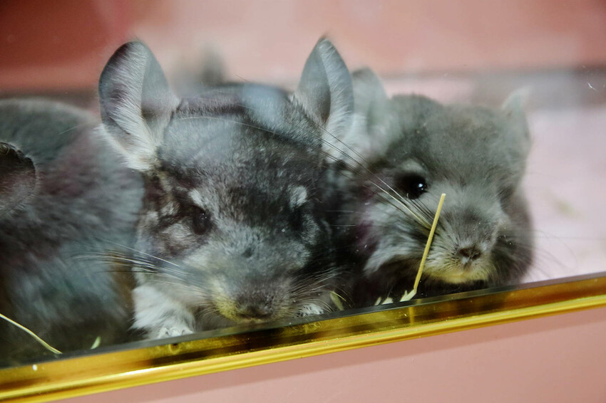 悠悠龍貓咖啡。全台唯一一間龍貓咖啡廳，龍貓卡通本尊活跳跳現身