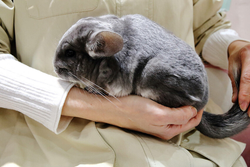 悠悠龍貓咖啡。全台唯一一間龍貓咖啡廳，龍貓卡通本尊活跳跳現身