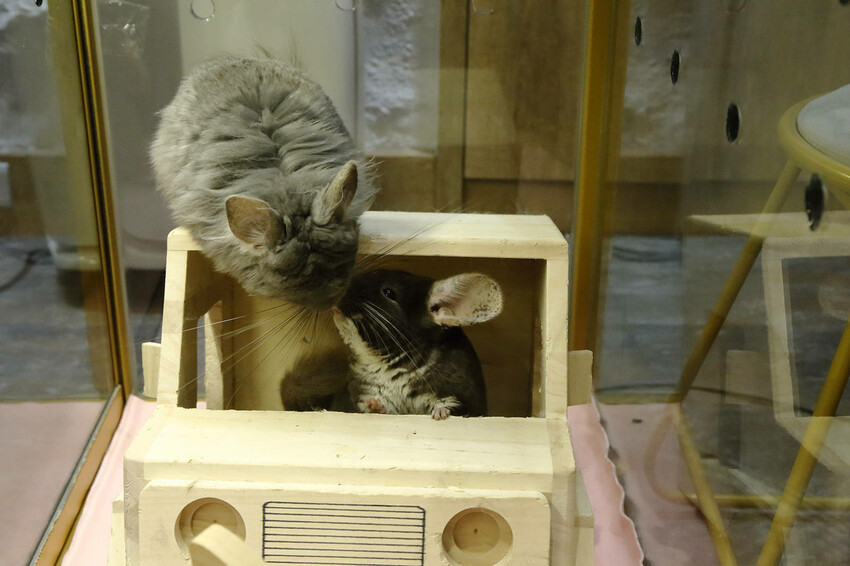 悠悠龍貓咖啡。全台唯一一間龍貓咖啡廳，龍貓卡通本尊活跳跳現身