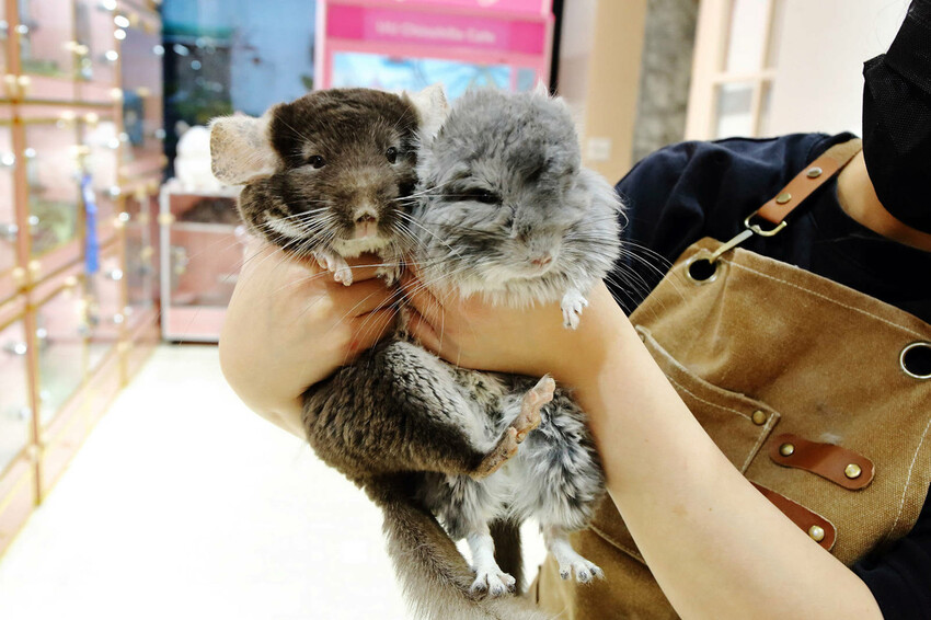 悠悠龍貓咖啡。全台唯一一間龍貓咖啡廳，龍貓卡通本尊活跳跳現身