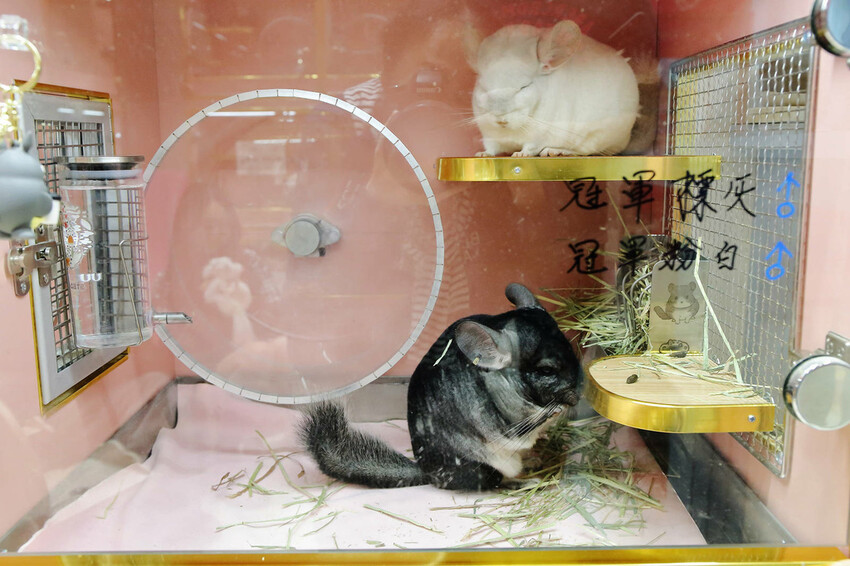 悠悠龍貓咖啡。全台唯一一間龍貓咖啡廳，龍貓卡通本尊活跳跳現身