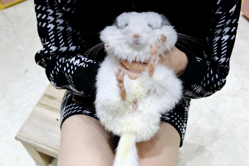 悠悠龍貓咖啡。全台唯一一間龍貓咖啡廳，龍貓卡通本尊活跳跳現身