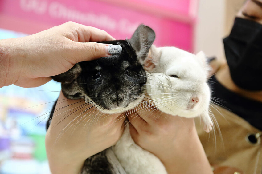 悠悠龍貓咖啡。全台唯一一間龍貓咖啡廳，龍貓卡通本尊活跳跳現身