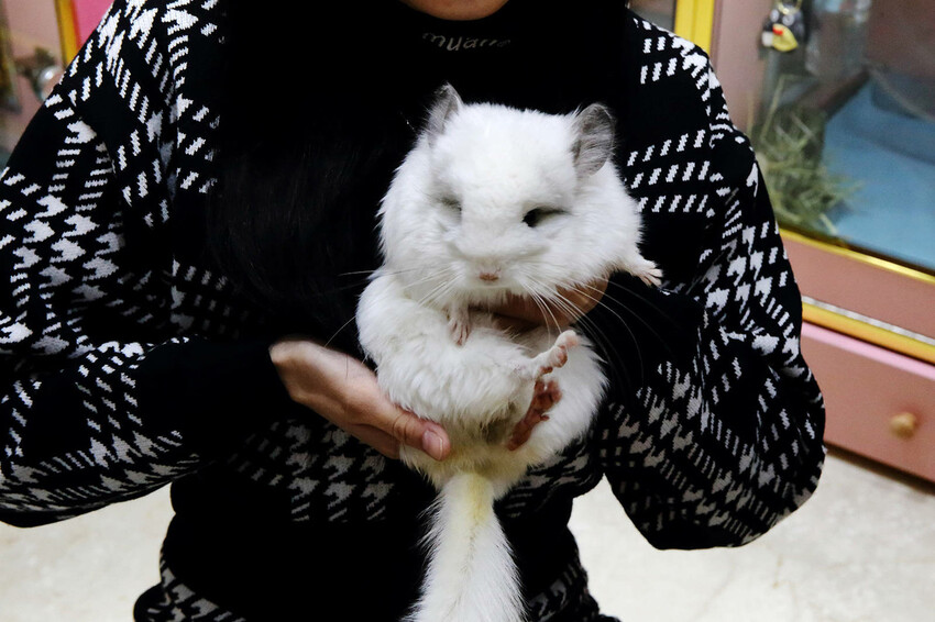 悠悠龍貓咖啡。全台唯一一間龍貓咖啡廳，龍貓卡通本尊活跳跳現身