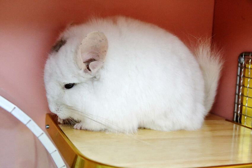 悠悠龍貓咖啡。全台唯一一間龍貓咖啡廳，龍貓卡通本尊活跳跳現身