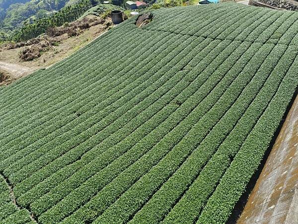 嘉義縣番路鄉(嘉義/番路)阿里山生力農場民宿&田媽媽景觀餐廳