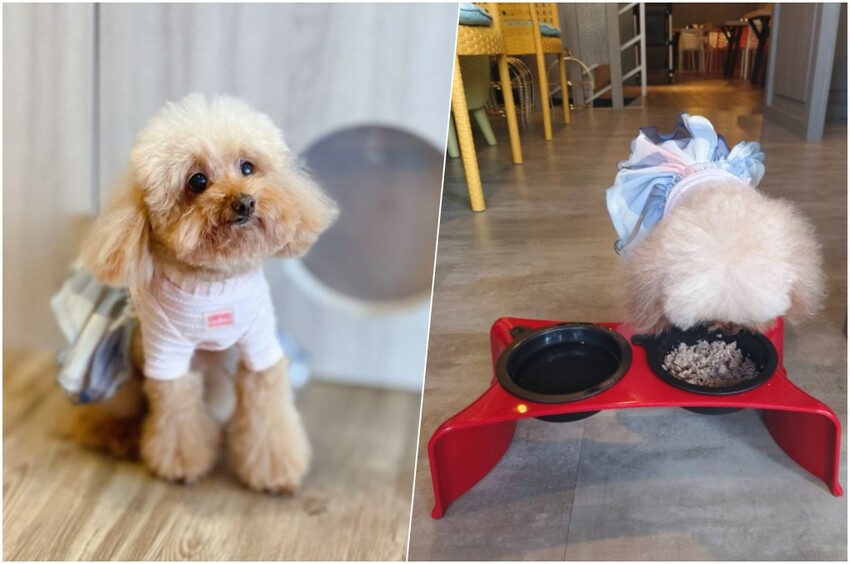 真鮮海鮮和牛鍋物.台北火鍋.台北和牛火鍋.雙連美食.台北聚餐. 真鮮海鮮和牛鍋物.台北火鍋.台北和牛火鍋.雙連美食.台北聚餐.