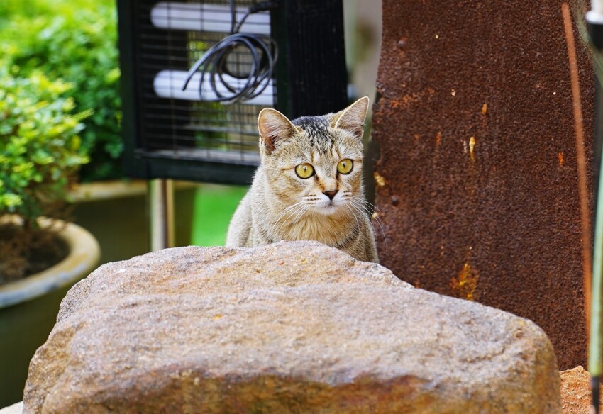 金門縣金湖鎮金門住宿推薦 壹樓文旅 古厝文史韻味與現代舒適客房的平衡體驗